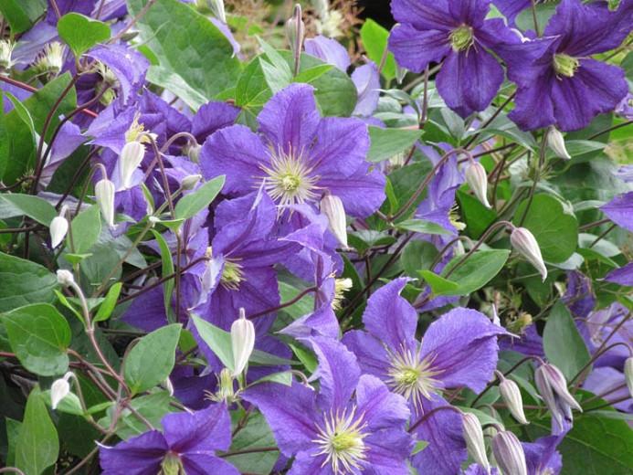Clematis Wisley Viticella Group - Clematis Viticella Ground Cover Clematis Wisley Viticella Group - Clematis Viticella Ground Cover