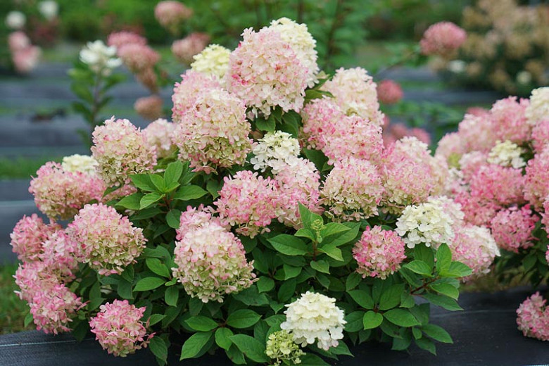 Image of Firelight hydrangea white and pink