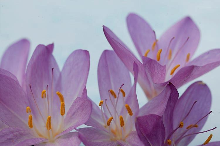 Image of an Autumn Crocus in full bloom against a neutral light blue background. 