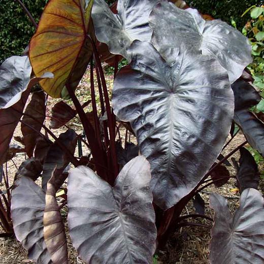 Colocasia Esculenta Elephant Ear Bulbs Caladium Perennial Tropical Colors Beauty