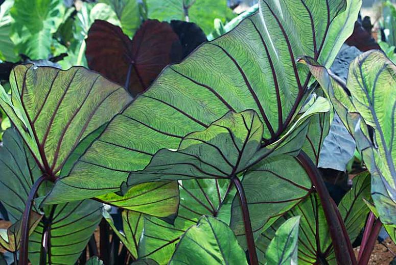 Colocasia esculenta 'Blue Hawaii', Taro 'Blue Hawaii', Elephant Ears 'Blue Hawaii', evergreen perennial, Blue leaves
