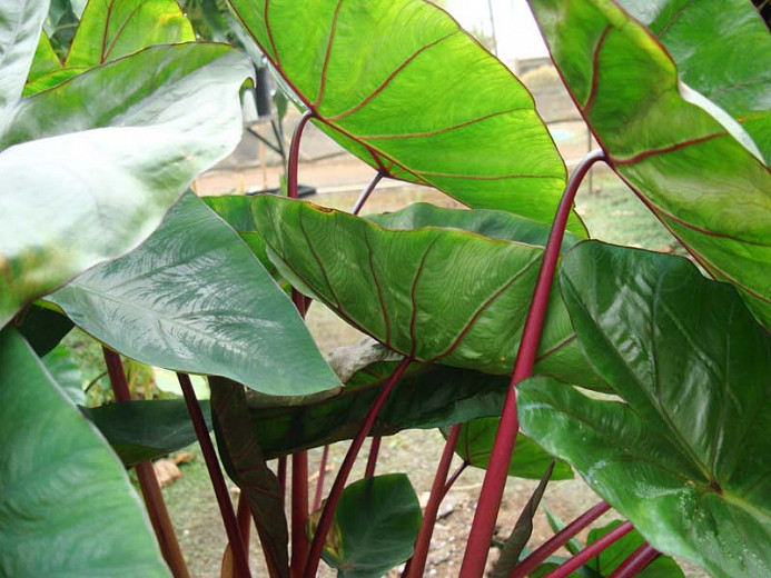 Colocasia esculenta 'Hawaiian Punch', Taro 'Hawaiian Punch', Elephant Ears 'Hawaiian Punch', evergreen perennial, red stems