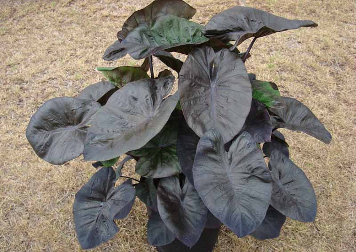 Colocasia esculenta 'Kona Coffee', Taro 'Kona Coffee', Elephant Ears 'Kona Coffee', dark leaves, evergreen perennial,