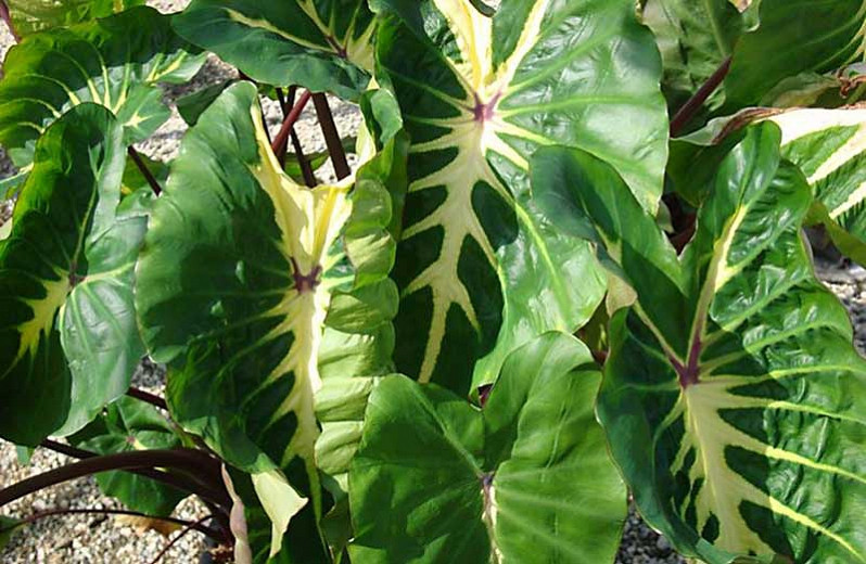 Colocasia esculenta 'White Lava', Taro 'White Lava', Elephant Ears 'White Lava', evergreen perennial, variegated leaves