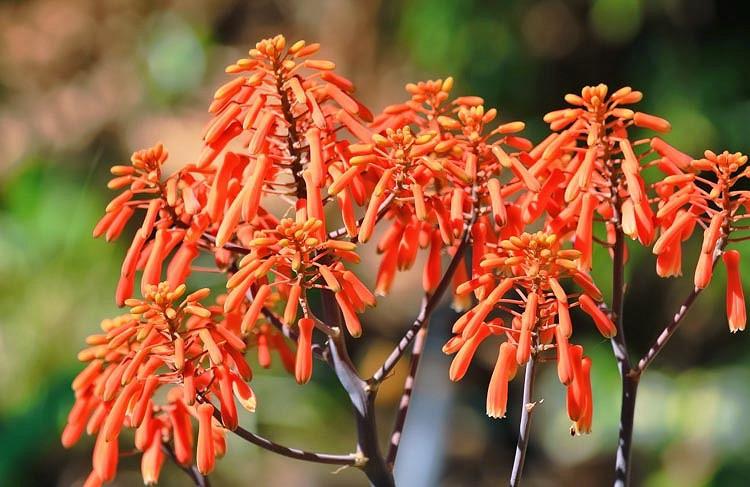 Aloe striata (Coral Aloe)