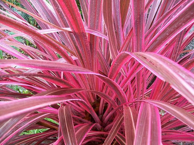 Cordyline 'Pink Passion',Cordyline australis 'Pink Passion', Cabbage Tree 'Pink Passion', Cabbage-Palm 'Pink Passion', Dracaena Palm 'Pink Passion', Fountain Dracaena 'Pink Passion', Giant Dracaena 'Pink Passion', Grass Palm 'Pink Passion', Palm Lily 'Pink Passion'