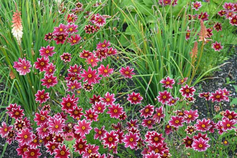 Coreopsis 'Ruby Frost',  Tickseed Ruby Frost, Drought tolerant plants, bicolor coreopsis