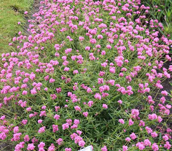 Gomphrena pulchella Truffula™ Pink, Globe Amaranth Truffula™ Pink, Gomphrena Truffula™ Pink, Purple flowers, Pink flowers