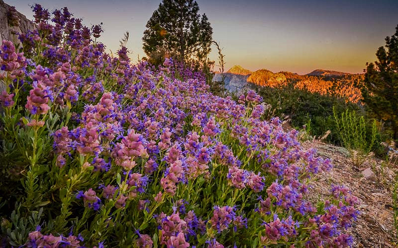 Salvia pachyphylla, Rose Sage, Blue Sage, Mountain Desert Sage, Mojave Sage, Blue salvia, Blue Sage, Blue flowers, Purple salvia, Purple Sage, Purple flowers