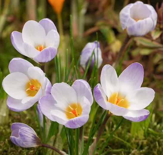 Blue Crocus Bulbs Spring Flowering 100