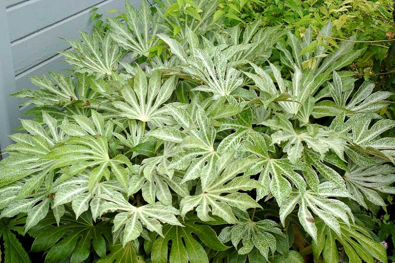 Fatsia japonica 'Spider's Web' Aralia)