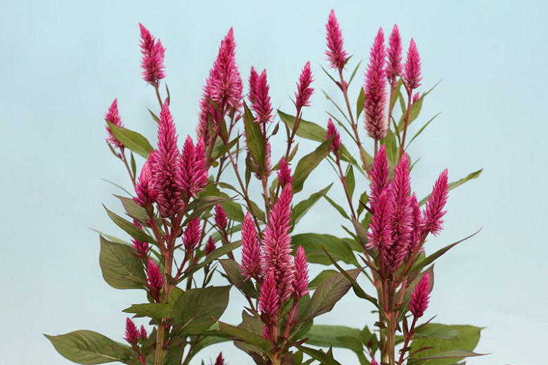 Image of Celosia spicata annual plant