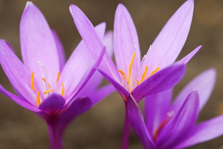 Colchicum Autumnale 'Nancy Lindsay',Meadow Saffron 'Nancy Lindsay', Colchicum autumnale 'Pannonicum', Colchicum pannonicum hort., fall crocus, Autumn crocus, Crocus autumnale, purple flowering bulb
