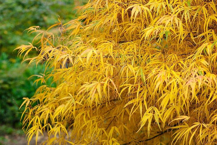 Acer palmatum 'Koto-no-ito', японски клен Koto-no-ito, дърво с цвят на есента, цвят на есента, жълти листа, жълт Acer, жълт японски клен, жълт клен, Acer palmatum f.  latilobatum