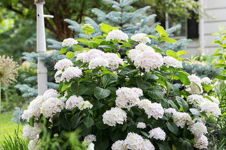 Image of Blushing Bride Hydrangea plant