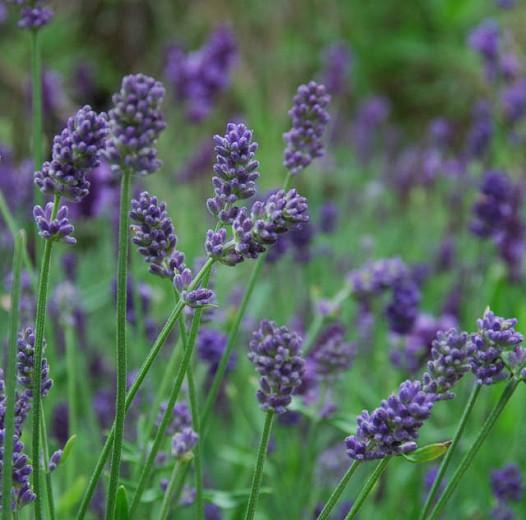 Provence'i lavendli istutamine ja hooldamine