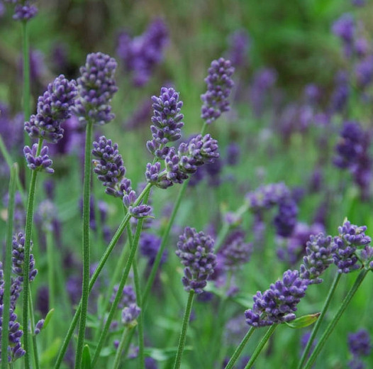 Lavandula x Intermedia Provence, Lavender 'Provence', Lavandin 'Provence', Fat Spike Lavender 'Provence' , Purple flowers, Drought tolerant plant, Summer blooms, Deer resistant plants, fragrant flowers