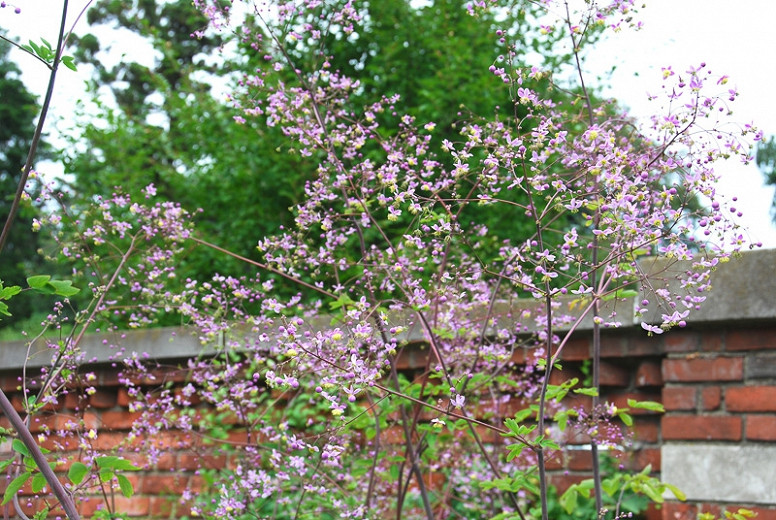 Thalictrum Rochebrunianum, Meadow Rue, Lavender Mist, Giant Meadow Rue, lavender flowers, purple flowers, see through plant, perennial, perennial plant, perennials