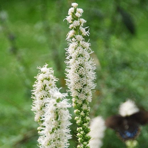 Image of Liatris spicata (spiked gayfeather) tall white perennial