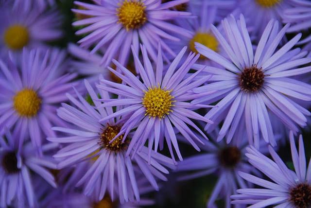 Aster obligonfolius 'October Skies' (Aromatic Aster)