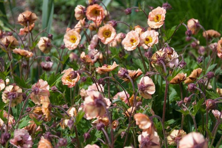 Featured image of post Steps to Prepare Geum Chiloense Mai Tai