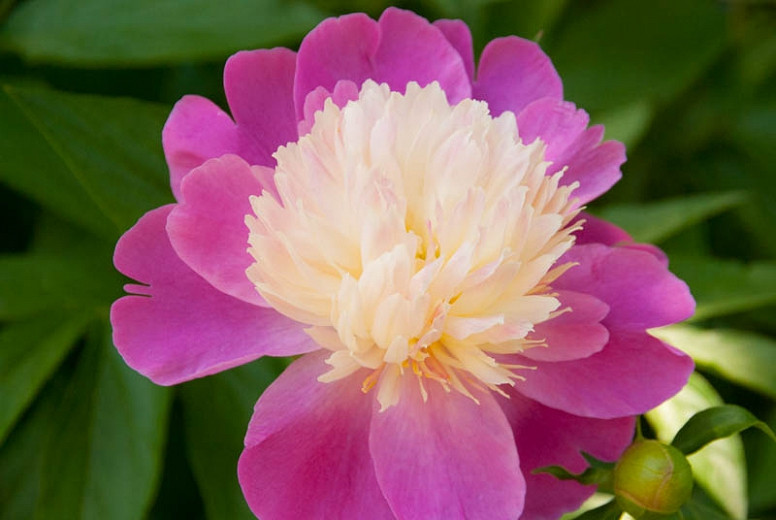 Paeonia lactiflora 'Gay Paree' (Peony)