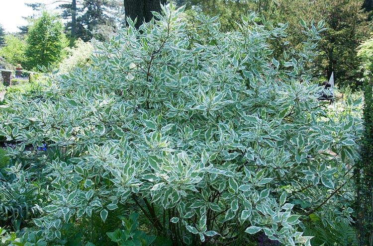 Cornus Alba Tatarian Dogwood