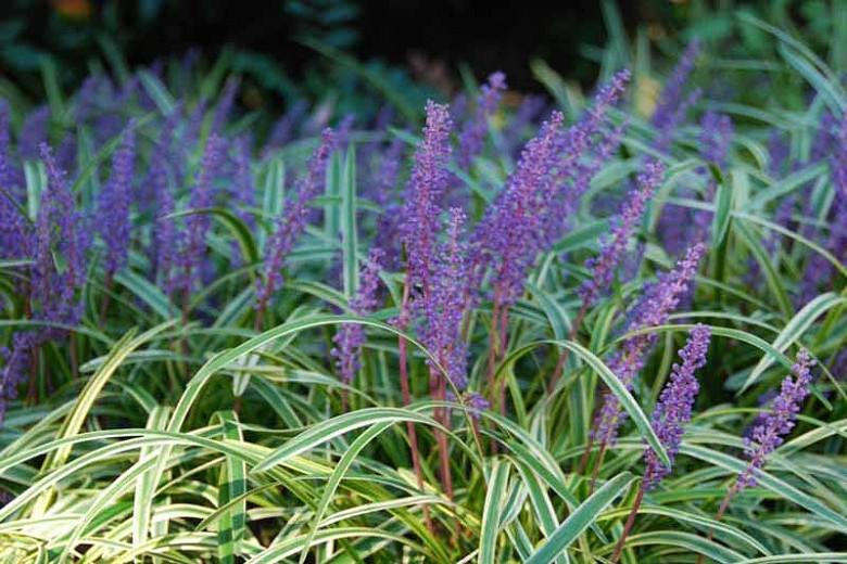 Comment prendre soin d'une plante de gazon de lys panaché