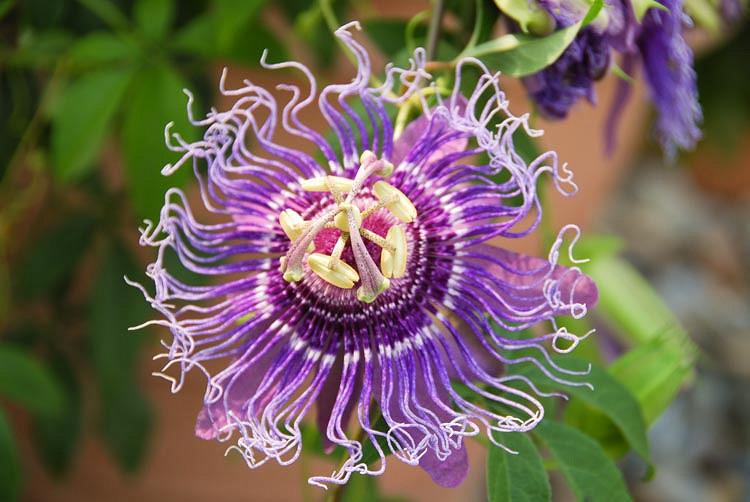 Passiflora Incarnata Wild Passion Flower Passiflora Incarnata Wild Passion Flower