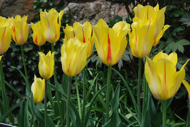 Tulipa 'Hocus Pocus', Tulip 'Hocus Pocus', Single Late Tulip 'Hocus Pocus', Single Late Tulips, Spring Bulbs, Spring Flowers, Tulipe Hocus Pocus, Yellow tulips, Pink tulips, Tulipes Simples Tardives