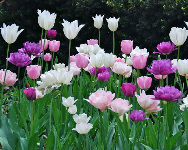 Tulipa Blue Parrot,Tulip 'Blue Parrot', Parrot Tulip 'Blue Parrot', Parrot Tulips, Spring Bulbs, Spring Flowers,Tulipe Blue Parrot, Purple tulip, Tulipe perroquet