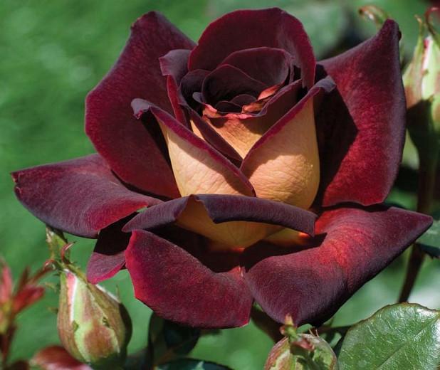 Rosa 'Dark Night' (Hybrid Tea Rose)