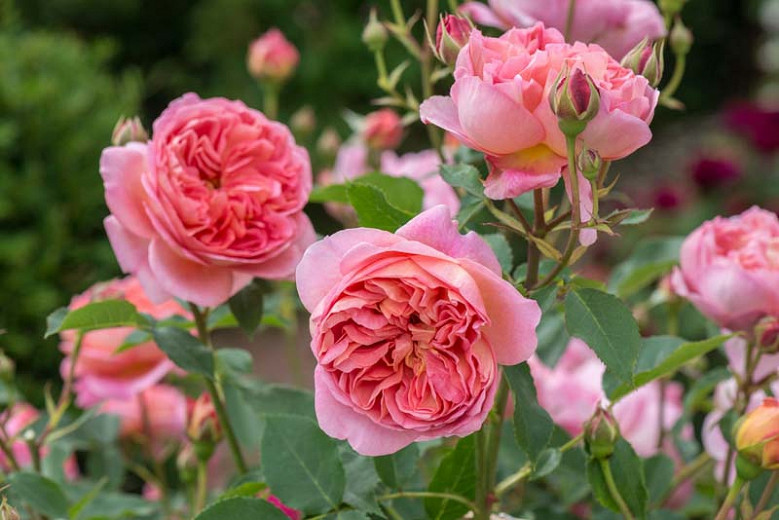 Rose Boscobel, Rosa Boscobel, English Rose Boscobel, David Austin Roses, English Roses, Rose Bushes, Orange roses, climbing roses, shrub roses, very fragrant roses, Garden Roses