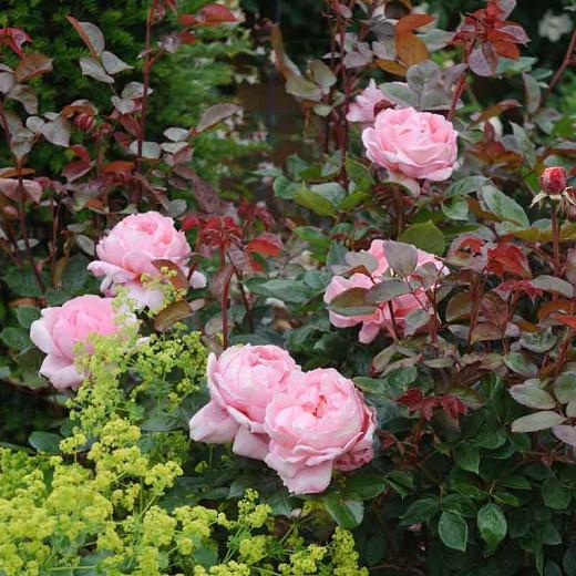 Rosa Brother Cadfael English Rose