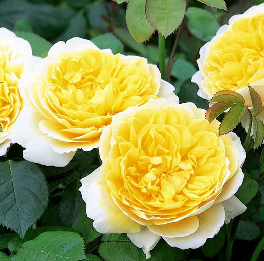 Rose Charlotte, Rosa Charlotte, English Rose Charlotte, David Austin Roses, English Roses, Yellow roses, shrub roses, Rose Bushes, Garden Roses, very fragrant roses, Favorite roses