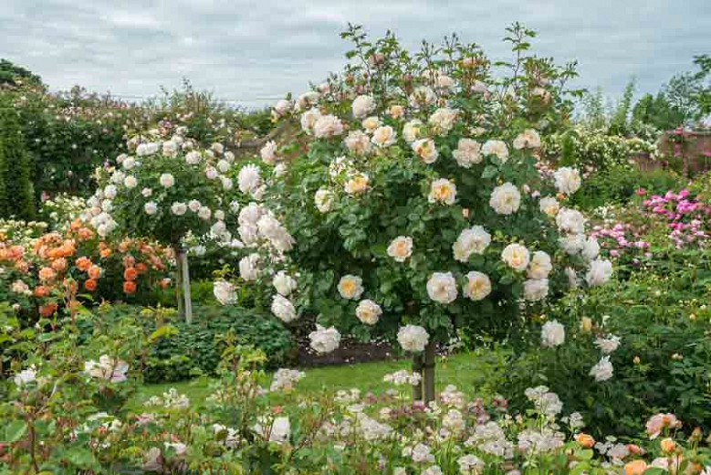 Rosa Crocus Rose, Rose Crocus Rose, Rosa 'Emanuel', Rosa 'City of Timaru', Rosa 'Ausquest', Shrub Roses, David Austin Roses, Cream Roses