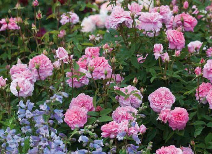 Rosa The Mayflower English Rose