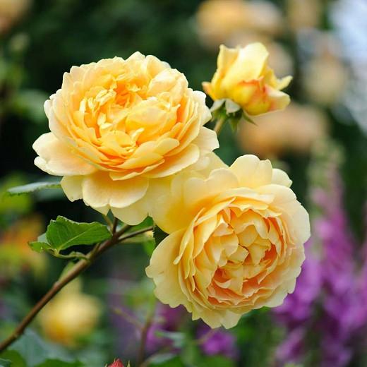 Rosa Golden Celebration English Rose, Gold Rose Landscaping