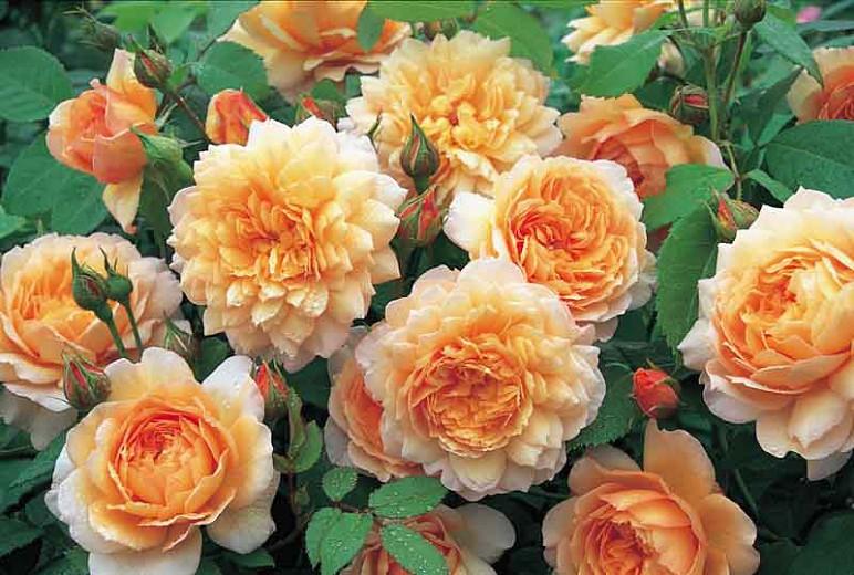 Rosa Grace, Rosa Grace, English Rose Grace, David Austin Rose, English Rose, Fragrant roses, Shrub roses, orange roses