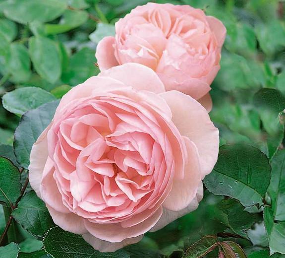Rose 'Heritage', Ausblush, Rosa 'Heritage', English Rose 'Heritage', David Austin Roses, English Roses, Climbing Roses, Shrub Roses, Pink roses, Very fragrant roses, Fragrant roses