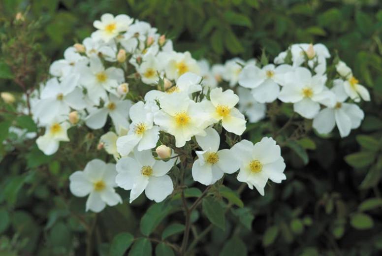 Rosa Kew Gardens (Hybrid Musk Rose)