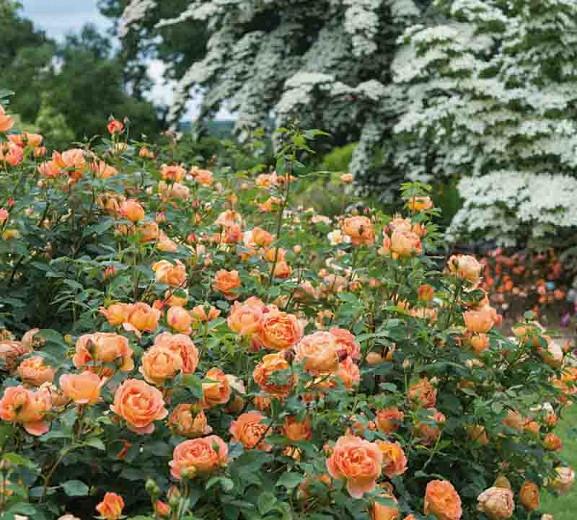 Rosa Lady Of Shalott English Rose