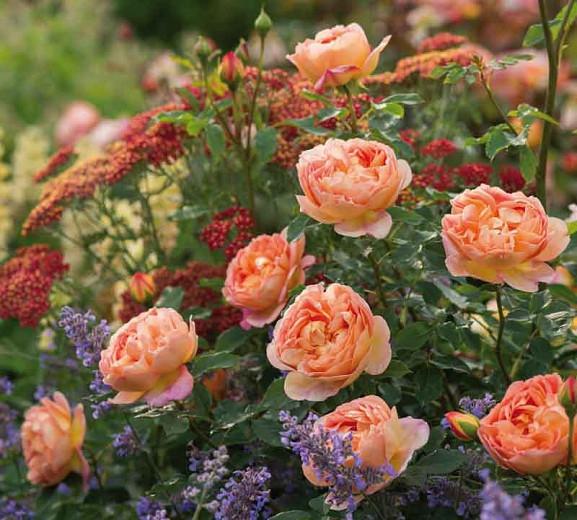 Rose inglesa Lady of Shalott ® ausnyson ® david austin 2009