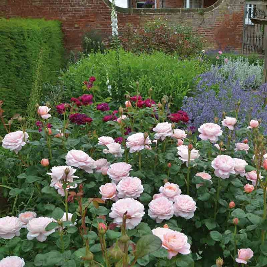 Rose Queen of Sweden, Rosa Queen of Sweden, English Rose Queen of Sweden, David Austin Roses, English Roses, English Rose, Shrub roses, Rose Bushes, Garden Roses, pink roses
