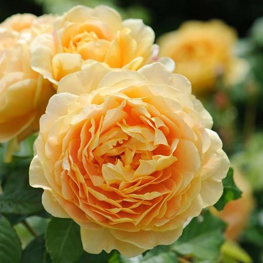 Rose Golden Celebration, Rosa 'Golden Celebration', English Rose 'Golden Celebration', David Austin Roses, English Roses, Yellow roses, shrub roses, Rose Bushes, Garden Roses, very fragrant roses