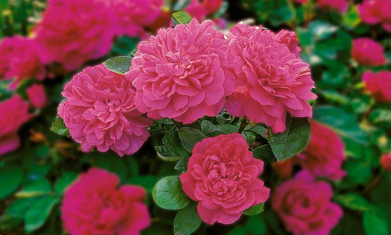 Rose Sophy's Rose, Rosa Sophy's Rose, English Rose Sophy's Rose, David Austin Roses, English Roses, Rose Bushes, Red roses, climbing roses, shrub roses, fragrant roses, Garden Roses