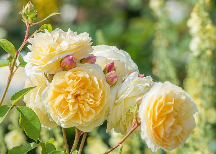 Rosa Teasing Georgia English Rose