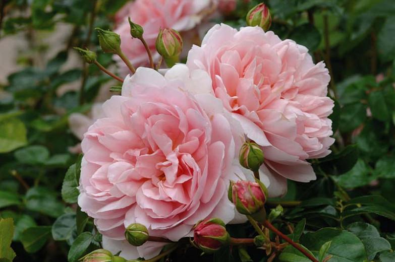 Rose 'Wildeve', Ausbonny, Rosa 'Wildeve', English Rose 'Wildeve', David Austin Roses, English Roses, Shrub Roses, Pink roses, Very fragrant roses, Part shade roses, Hedge roses