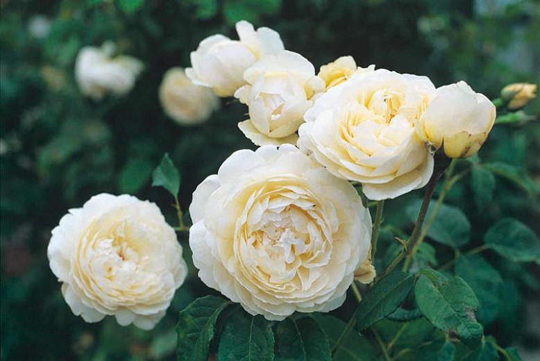 Rosa Windermere, Rosa Windermere, English Rose Windermere, David Austin Rose, English Rose, Fragrant roses, Shrub roses, white roses, creamy roses