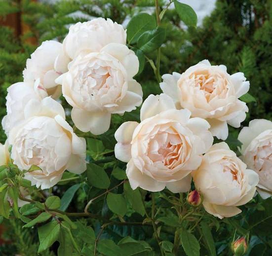 Rosa Wollerton Old Hall English Rose